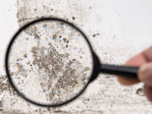The person using magnifying glass to see Ulocladium Mold in wall at South Bend, IN 